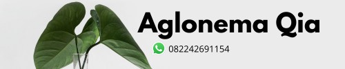 aglonemaqia.com Image