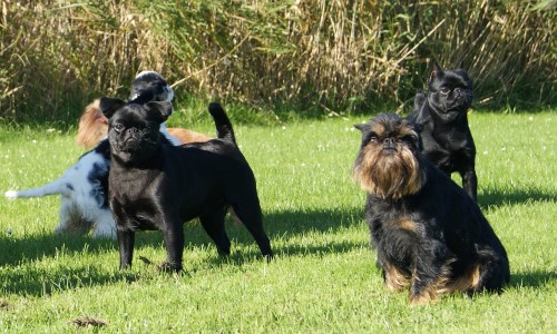 nationalbrusselsgriffon.com Image