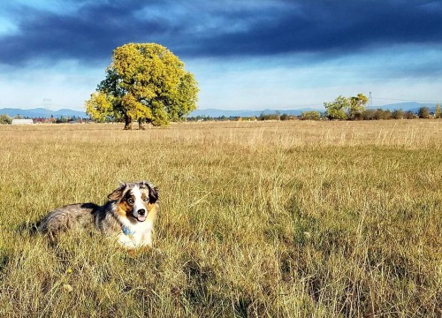 willamettevalleyhayfarm.net Image