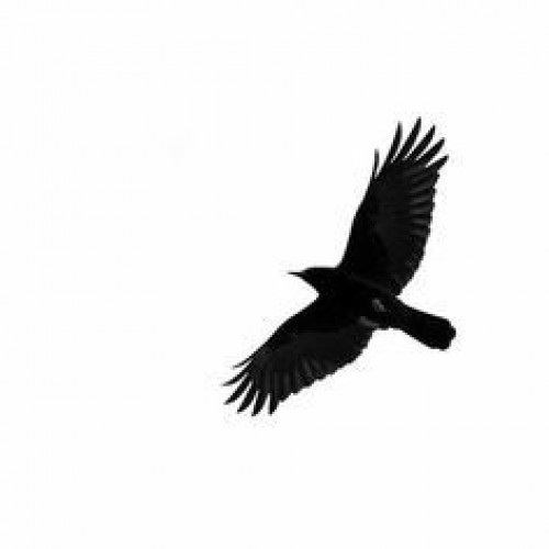 black-crow.one Image