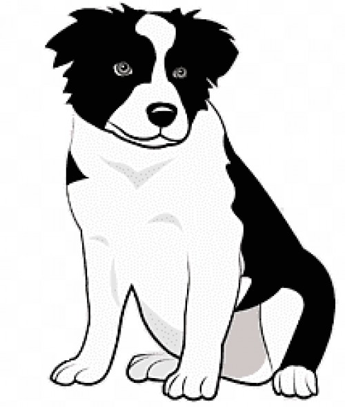 diamondbordercolliepuppies.com Image