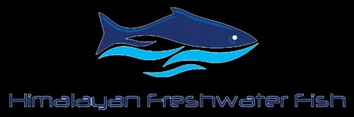 himalayanfreshwaterfish.com Image