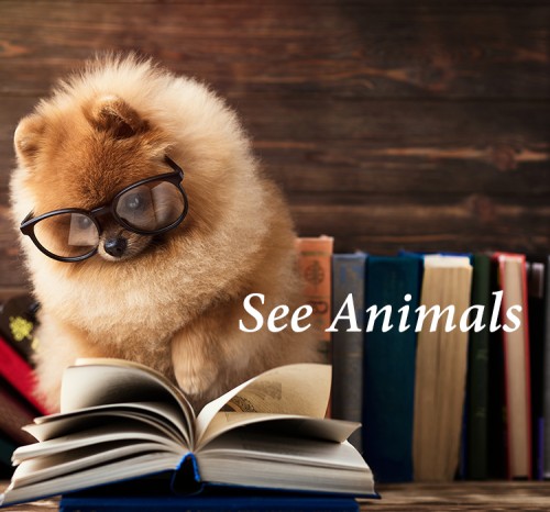 seeanimals.net Image