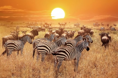 tanzaniasafariz.com Image