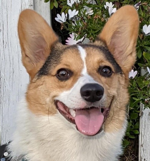 mrtaterthecorgi.com Image