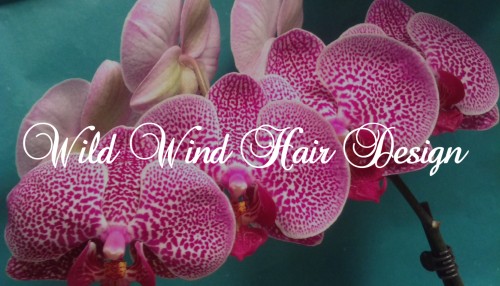 wildwindhairdesign.com Image