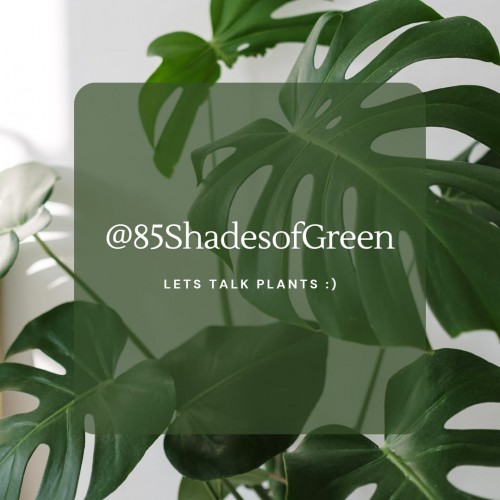 85shadesofgreen.com Image