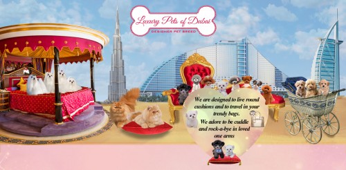 luxurypetsdubai.com Image