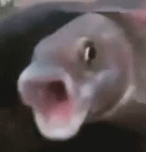 pog.fish Image