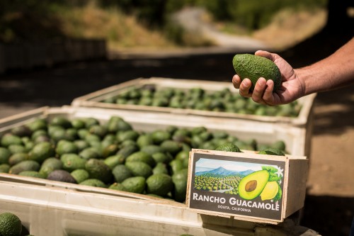 avos.farm Image