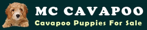 mccavapoopuppies.com Image