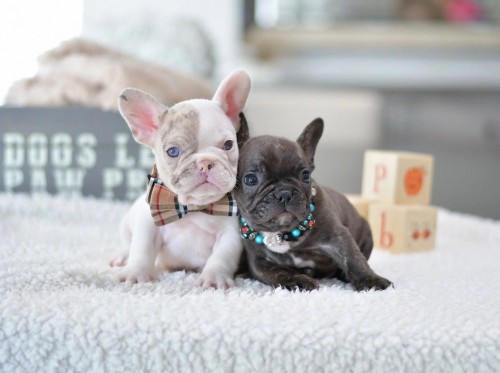 famedfrenchbulldogs.club Image