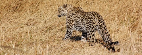 okavangobotswanasafari.com Image