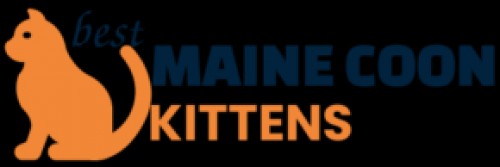 bestmainecoonkittens.com Image